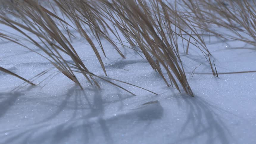 A close-up shot of wind blowing sparkling snow crystals across the ground around blades of dry grass