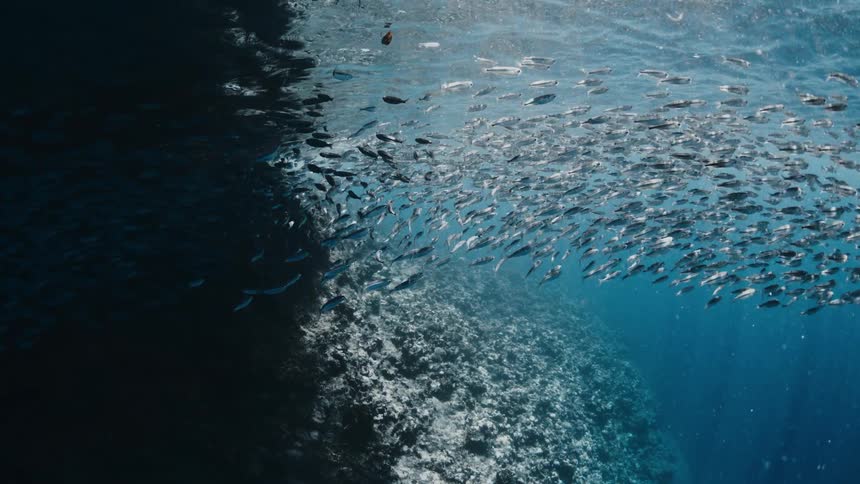 An immense school of fish swims together along a reef, viewed from underwater with the sunlit surface above