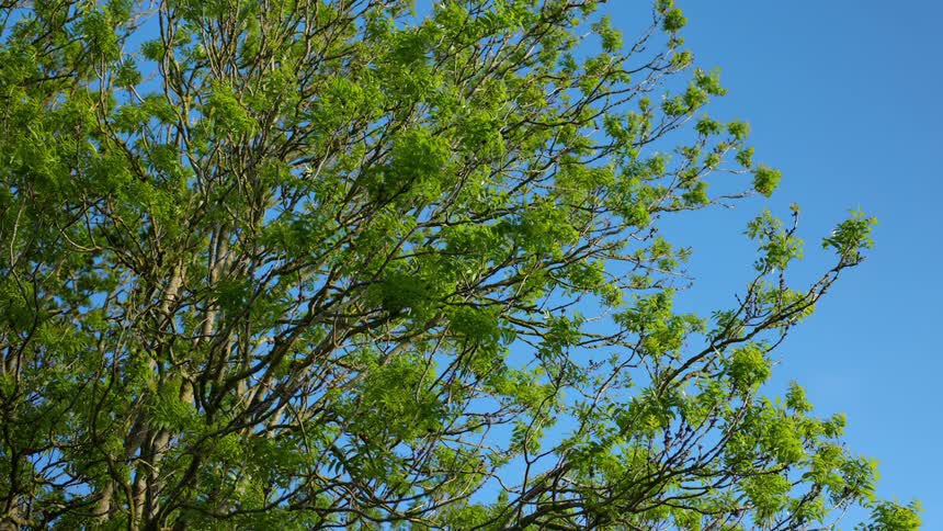 Vibrant green tree branches with fresh leaves sway gently in a calm breeze against a clear blue sky on a sunny day