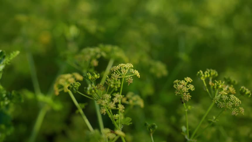A close-up of delicate light green parsley flowers blooming in a lush garden with a soft focus background