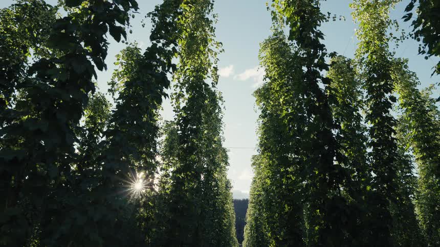 A beautiful static shot from within a hops field shows the tall green vines reaching for the blue sky as the sun shines through the leaves