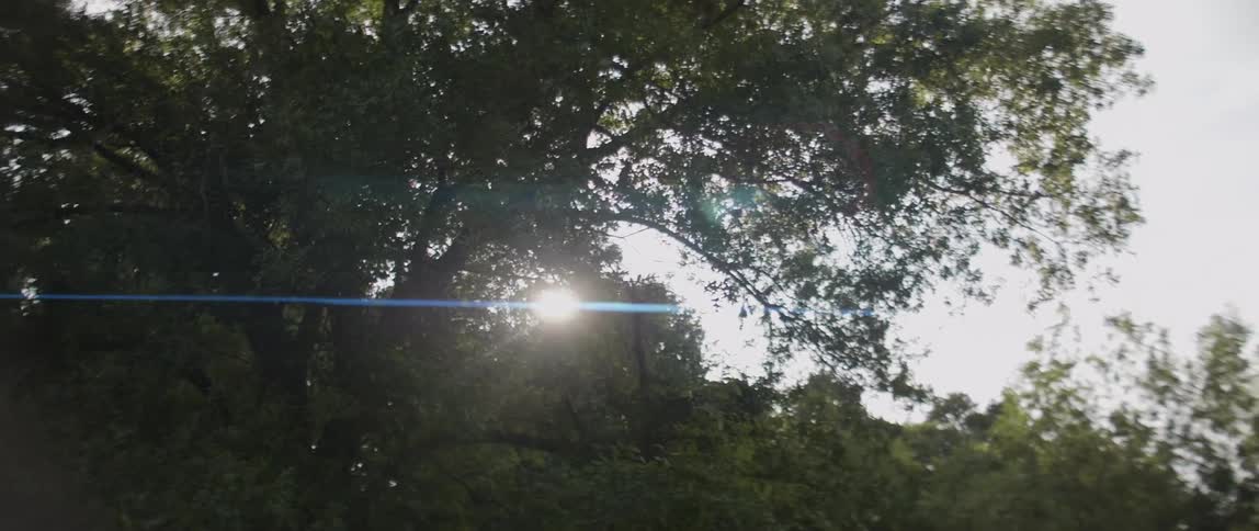 Sunlight shines through large trees towering overhead