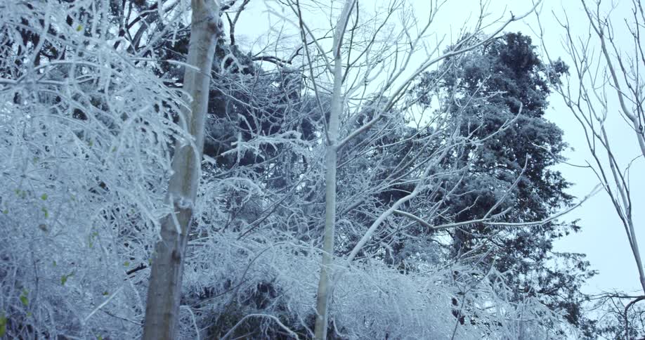 Tree branches are completely covered in a thick layer of ice after a winter storm