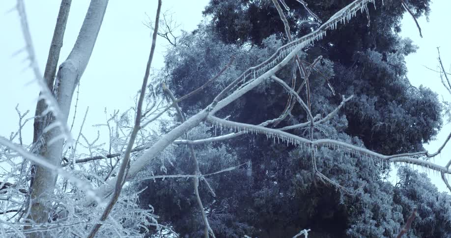 Bare tree branches are encased in a thick layer of ice and icicles as snow gently falls during an ice storm