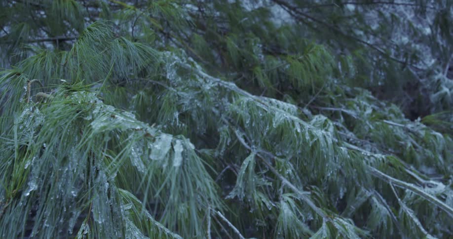 A slow rack focus shot reveals evergreen pine tree branches covered in a thick layer of ice during a winter storm