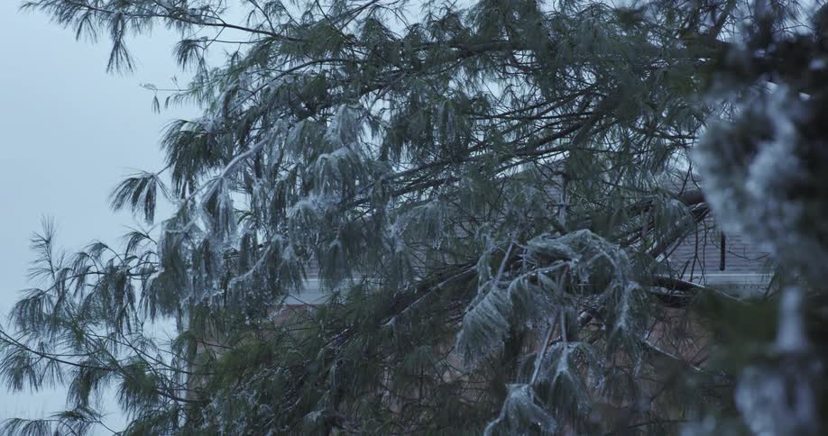Close up of ice-covered pine tree branches weighed down during a winter ice storm