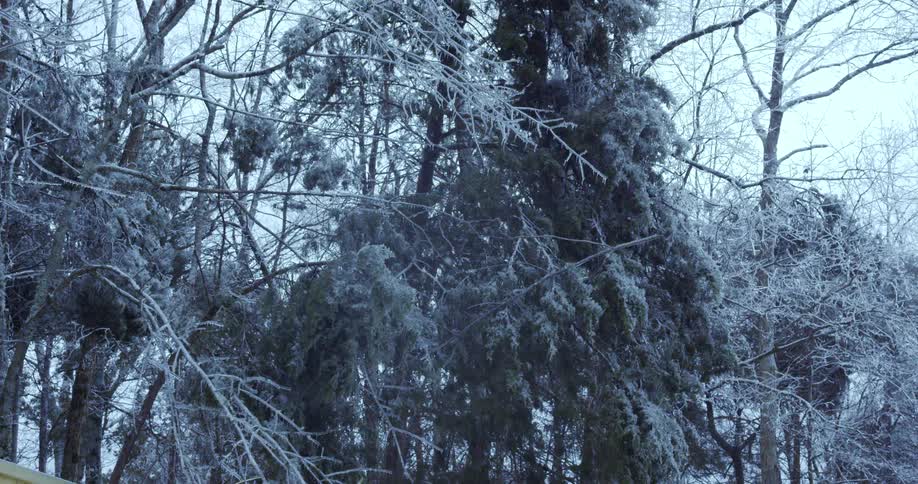 Ice-laden tree branches sag under the weight of a winter storm as sleet continuously falls