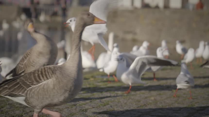A slow motion close-up of a greylag goose transitions to reveal a large flock of seagulls and swans gathered by a city river
