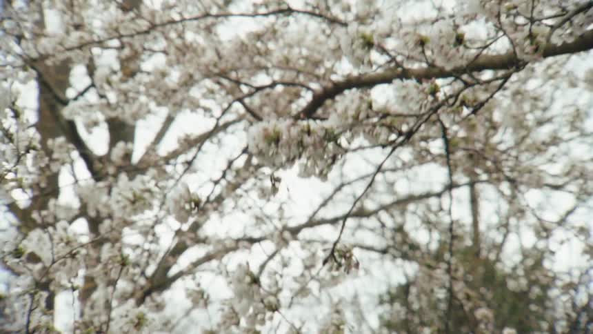 Delicate white cherry blossoms on tree branches sway gently in the breeze on an overcast spring day