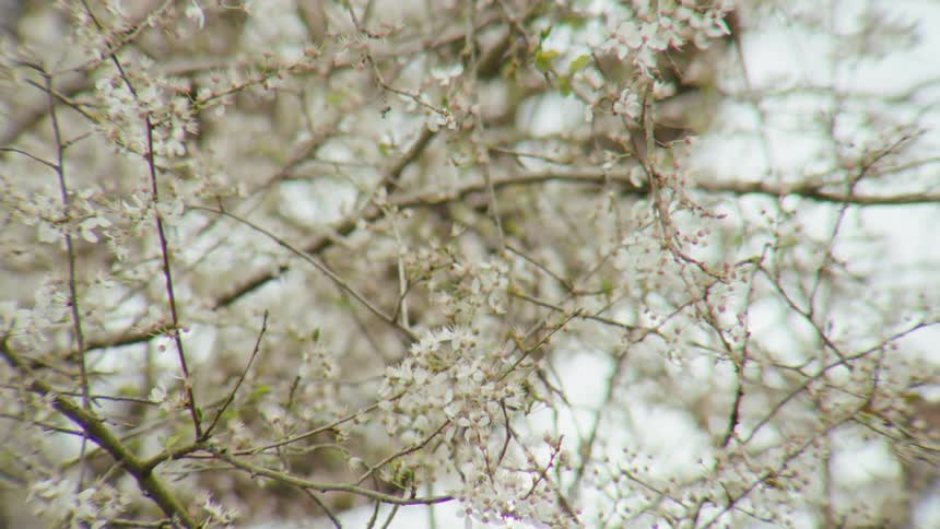 A static close-up shot captures the delicate white blossoms on the bare branches of a tree during springtime