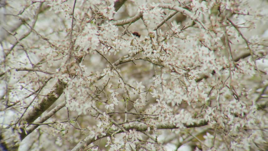 A bumblebee pollinates the delicate white blossoms of a tree in springtime