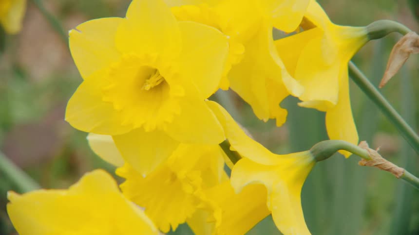 A beautiful close up of yellow daffodil flowers swaying gently in the wind on a spring day