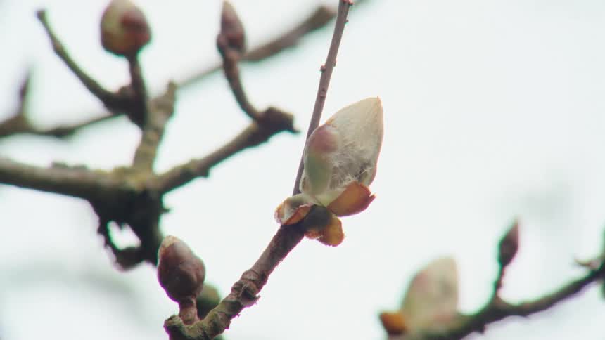 A close-up of a new bud on a tree branch, signaling the arrival of spring against a bright sky