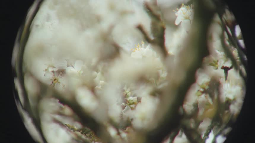 A dreamy, abstract, fisheye close-up of delicate white spring blossoms on a tree branch