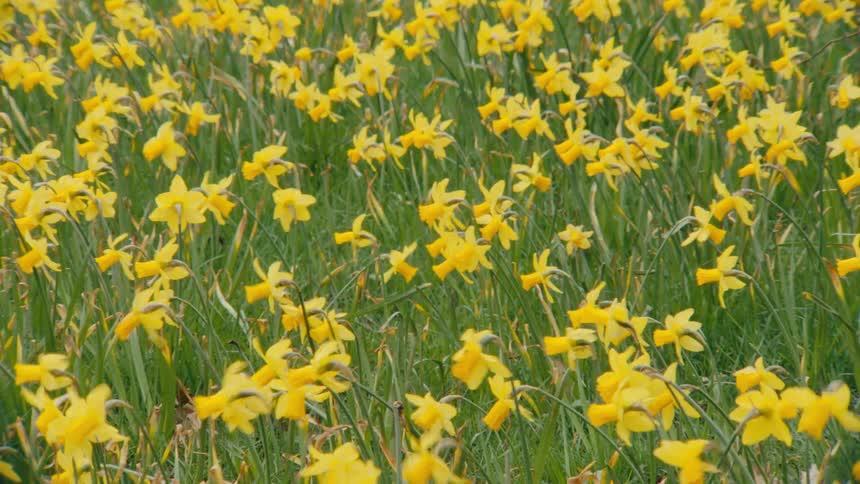 A vast field of bright yellow daffodils blows and sways in the spring breeze