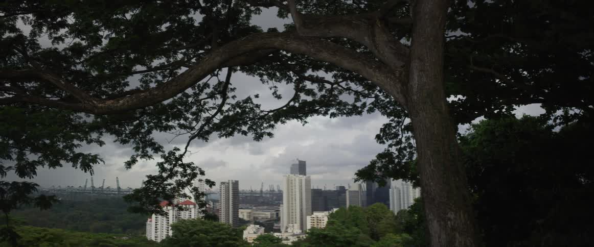 A wide static shot of the Singapore cityscape framed by a large tree on a cloudy day
