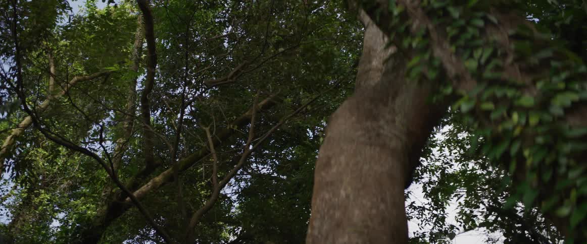 A small wild monkey climbs along the high branches of a massive tree deep in a lush, green forest