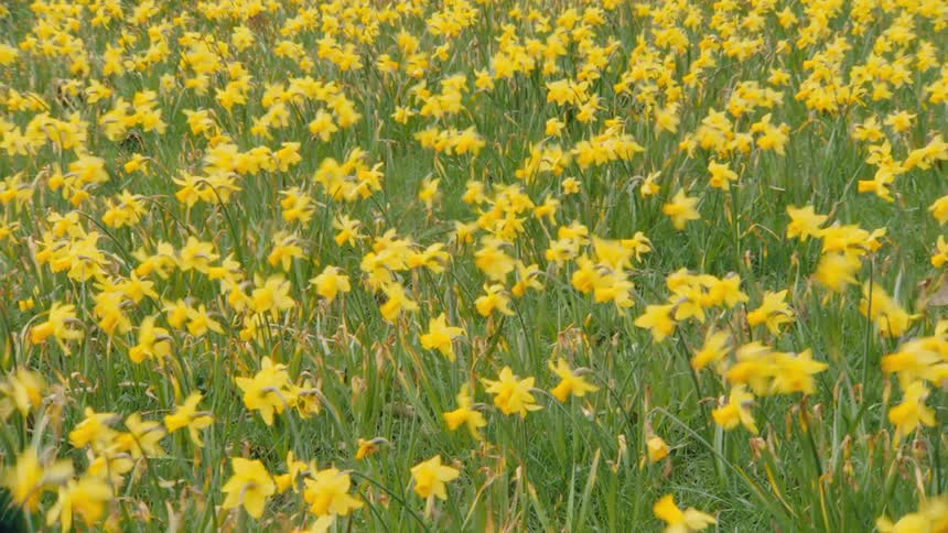 A beautiful field of yellow daffodils sways gently in the spring wind