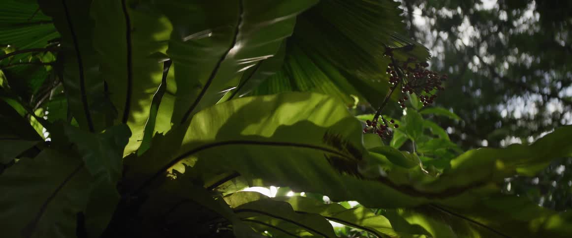 Bright sunlight creates a beautiful lens flare as it filters through the lush green leaves of a tropical plant in a dense jungle