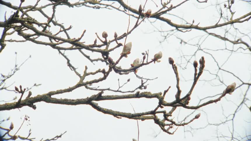 Moss-covered tree branches with new spring buds against a bright, overcast sky
