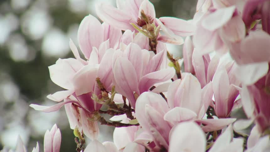 Delicate pink magnolia blossoms in full bloom sway gently on a tree branch