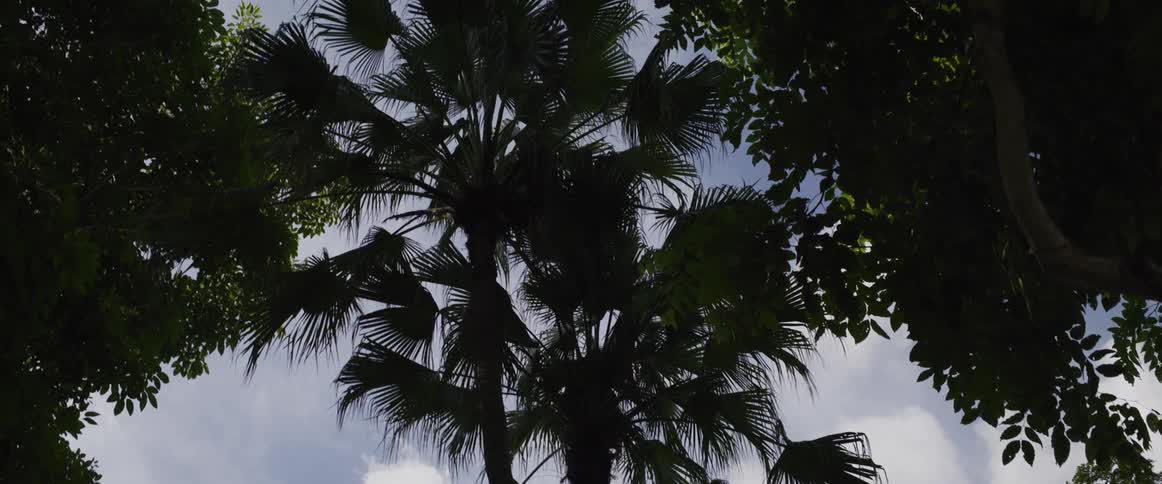 Silhouetted fan palm trees sway gently in the breeze against a peaceful, cloudy sky