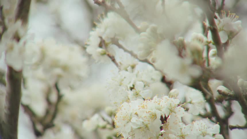 A dreamy close-up shot of delicate white tree blossoms gently swaying in the breeze during springtime