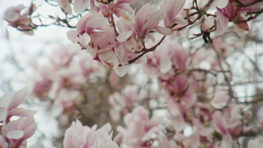 A slow and graceful close-up reveals the delicate beauty of pink and white magnolia blossoms blooming on a tree