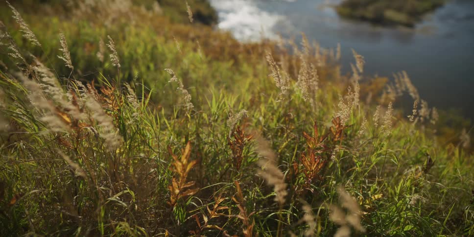 Tall reeds and grasses sway gently in the breeze on a sunny riverbank in autumn