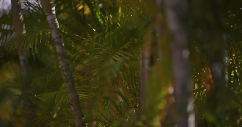 Sunlight filters through a dense grove of out-of-focus tropical palm trees