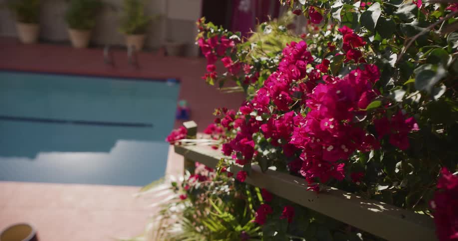 Vibrant pink bougainvillea flowers bloom in the sunlight, overlooking a serene blue swimming pool in a peaceful backyard setting