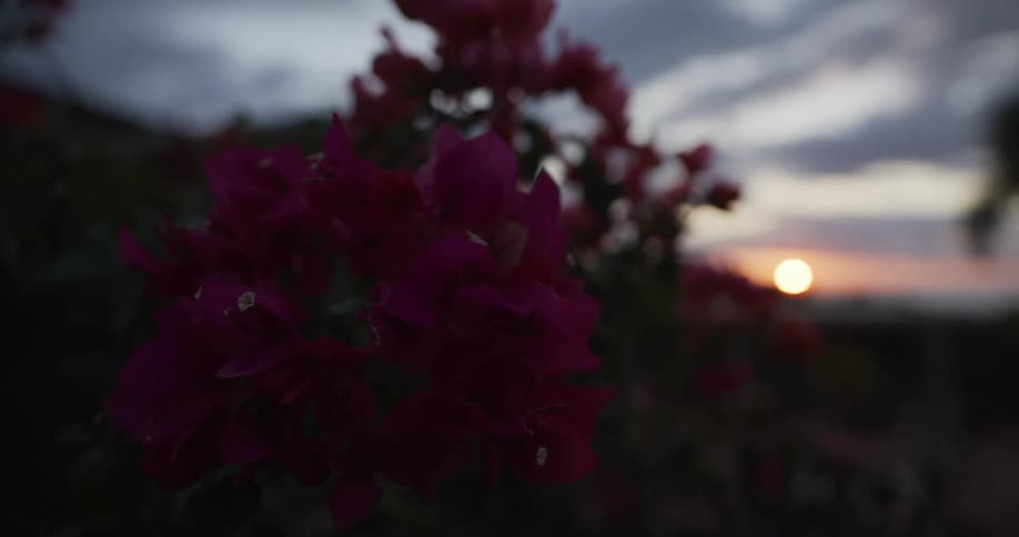 A close-up of dark pink bougainvillea flowers with a soft, golden sunset on the horizon under a cloudy dusk sky