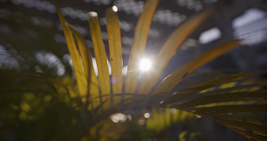 A close-up of a backlit palm frond catches a bright sun flare as the sun moves behind it