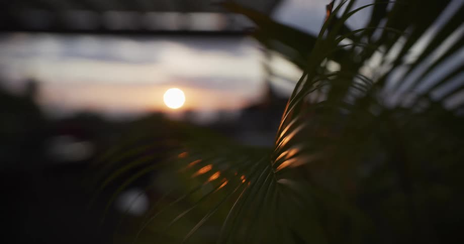 The golden hour sun slowly comes into focus behind a lush, green palm frond during a beautiful sunset