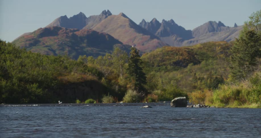 In a stunning Alaskan landscape, fish splash in a tranquil river with a majestic mountain range in the background