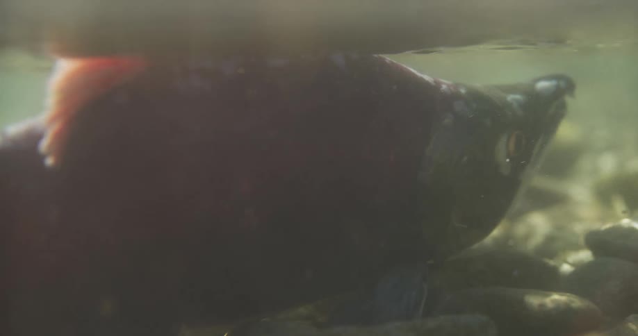 An underwater close-up shows a sockeye salmon resting on a rocky riverbed