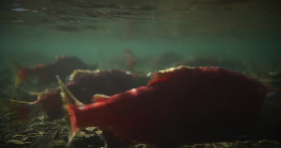 A close-up underwater view of vibrant red sockeye salmon resting near the rocky bottom of a shallow river during the spawning season
