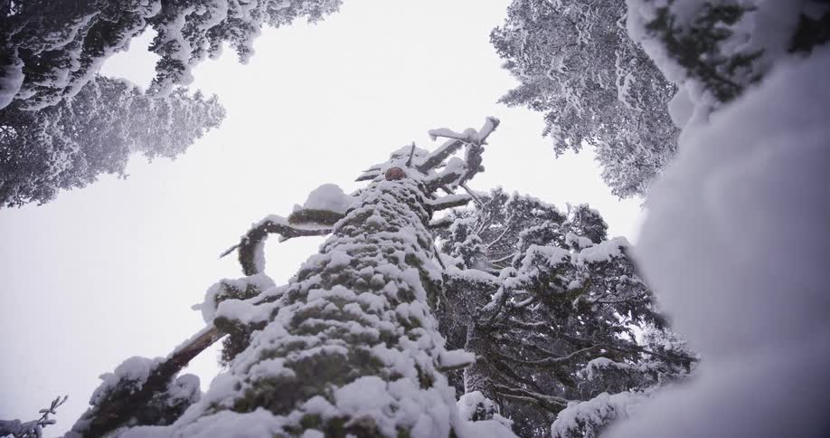 A slow-motion, low-angle view looking up a majestic, snow-covered tree as snowflakes gently fall in a winter forest
