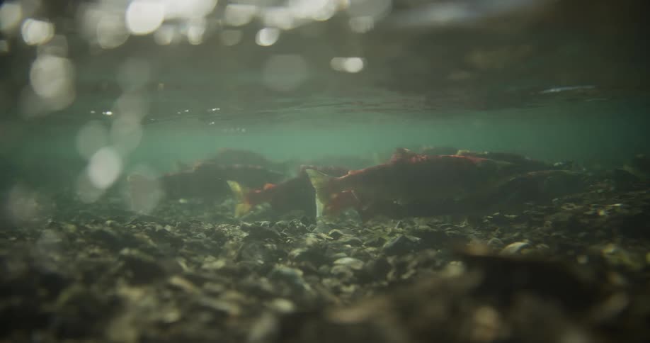 An underwater low-angle shot captures sockeye salmon spawning in a shallow, sunlit riverbed