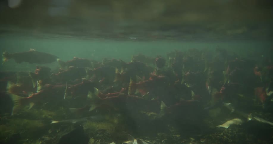 An immense gathering of sockeye salmon is seen underwater in a quiet, murky river