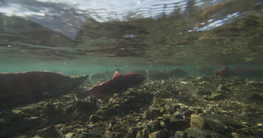 An underwater view captures a school of red sockeye salmon swimming slowly over a rocky riverbed during their spawning run