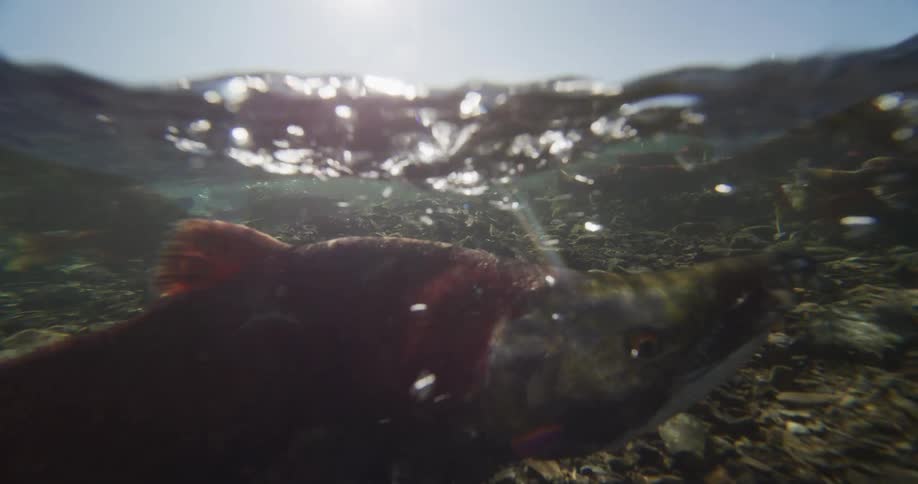 A beautiful underwater close-up shows sockeye salmon spawning in a rocky river with sunlight shimmering on the surface