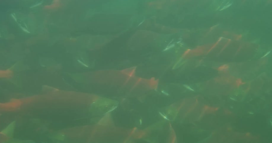 An underwater shot shows a large school of red salmon swimming in murky green water