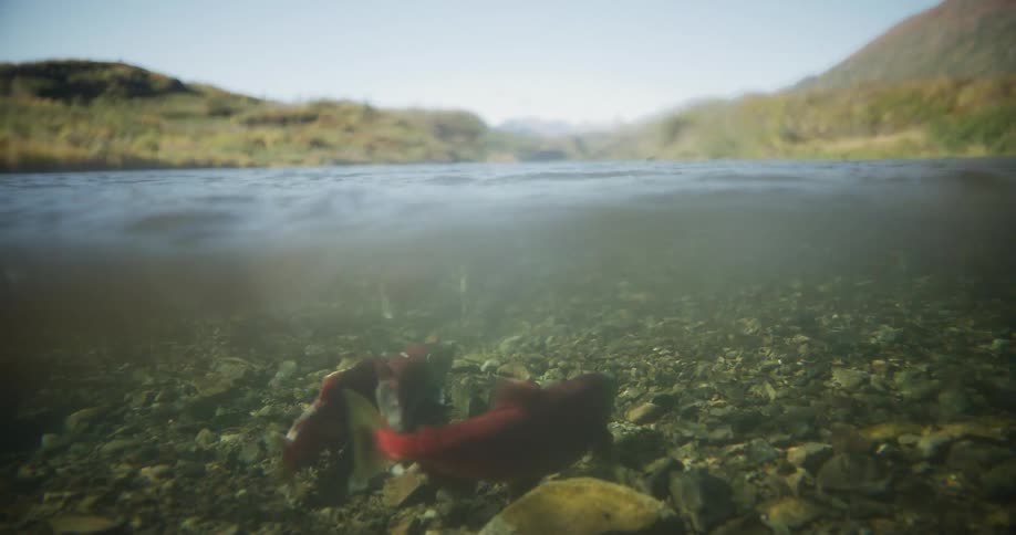 A split half-underwater view of red sockeye salmon swimming in a shallow, rocky river during their spawning run