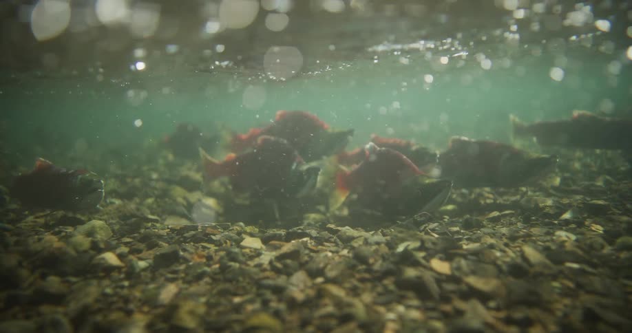 Underwater view of red sockeye salmon resting on a rocky riverbed as they make their way upstream to spawn