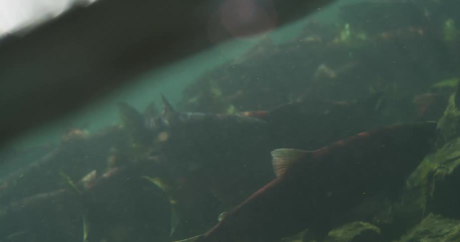An underwater view captures a school of red sockeye salmon congregating in a river during their spawning run