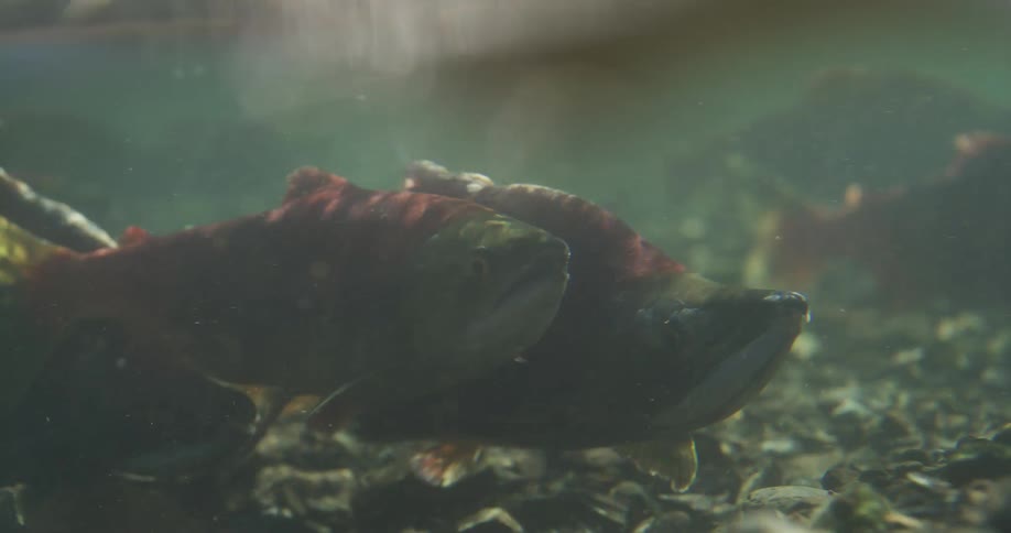 An underwater view of two large sockeye salmon resting on a rocky riverbed as sunlight shimmers on the water's surface