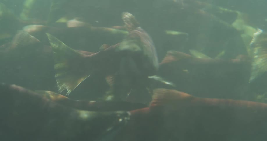 An underwater view captures a large school of salmon swimming together in murky water