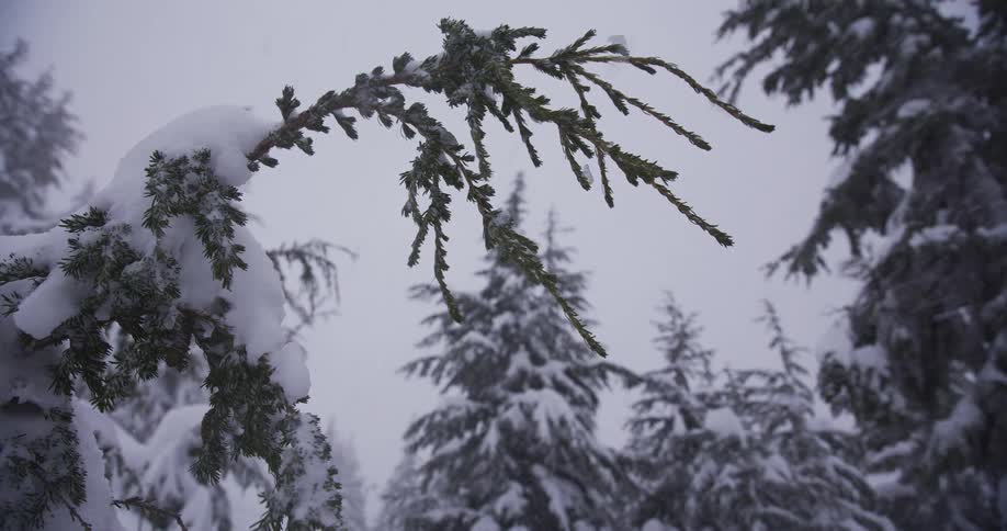 A close-up of a snow-covered evergreen branch as gentle snowflakes fall in a quiet winter forest