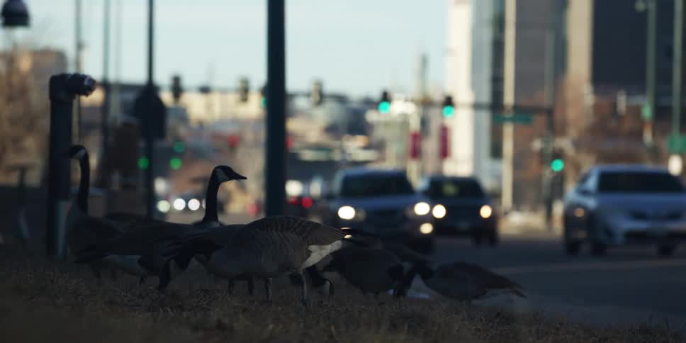 A flock of Canada geese forages on a grassy roadside with busy city traffic and green lights in the background